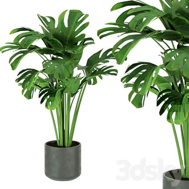Collection plant vol 334 indoor monstera 3D Models