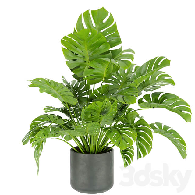 Collection plant vol 334 indoor monstera 3D Models