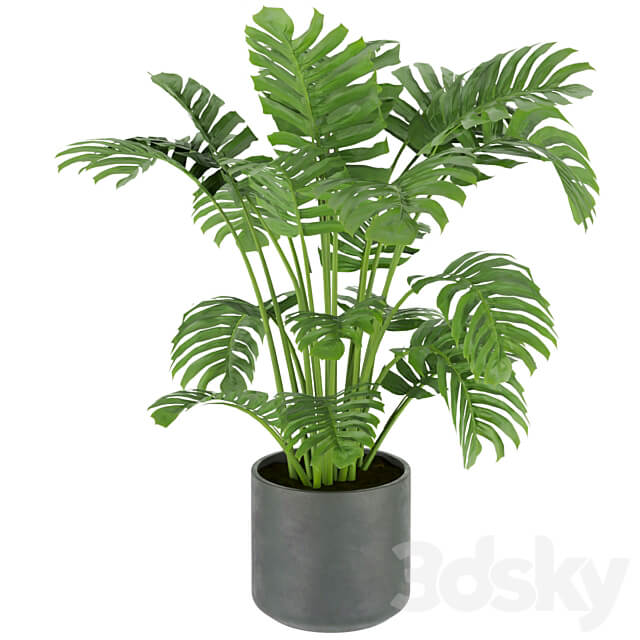 Collection plant vol 334 indoor monstera 3D Models