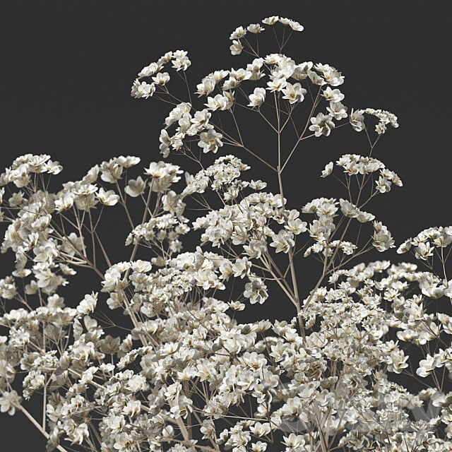 Bouquet 36 3D Models