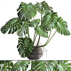 Monstera. monstera flower stand bush thickets interior decorative office plants pot 3D Models 