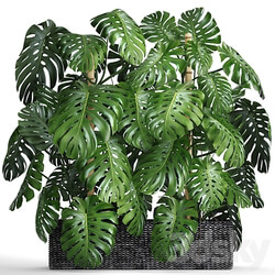 Collection of plants 87. Monstera. Monstera thickets bushes green wall pot flower concrete flowerpot 3D Models 