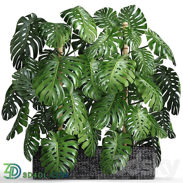 Collection of plants 87. Monstera. Monstera thickets bushes green wall pot flower concrete flowerpot 3D Models