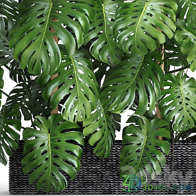 Collection of plants 87. Monstera. Monstera thickets bushes green wall pot flower concrete flowerpot 3D Models