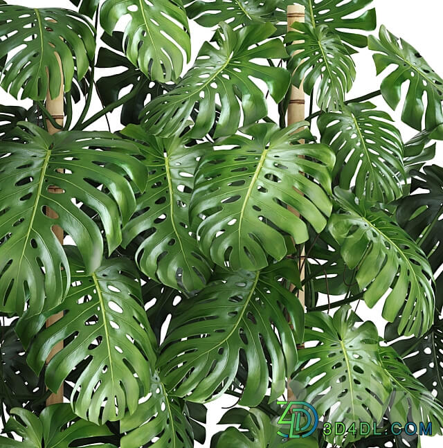 Collection of plants 87. Monstera. Monstera thickets bushes green wall pot flower concrete flowerpot 3D Models