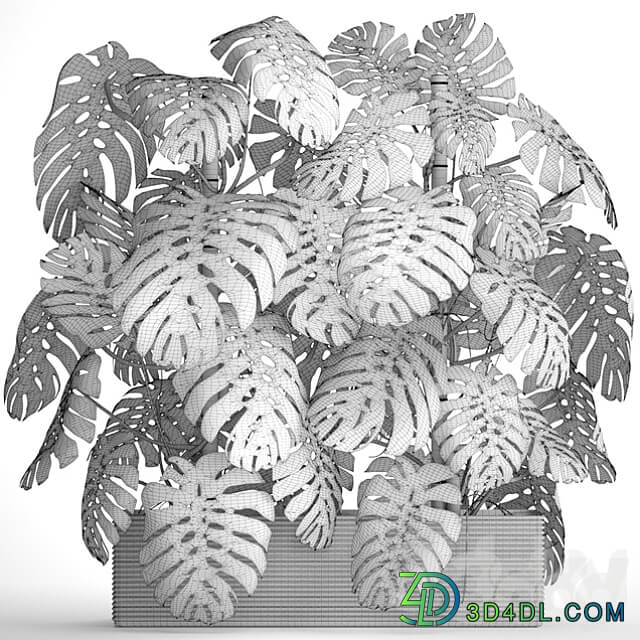 Collection of plants 87. Monstera. Monstera thickets bushes green wall pot flower concrete flowerpot 3D Models