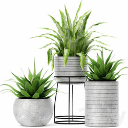 Asplenium and Agave Kostenets asplenium agave flower pot bush flowerpot concrete 3D Models 