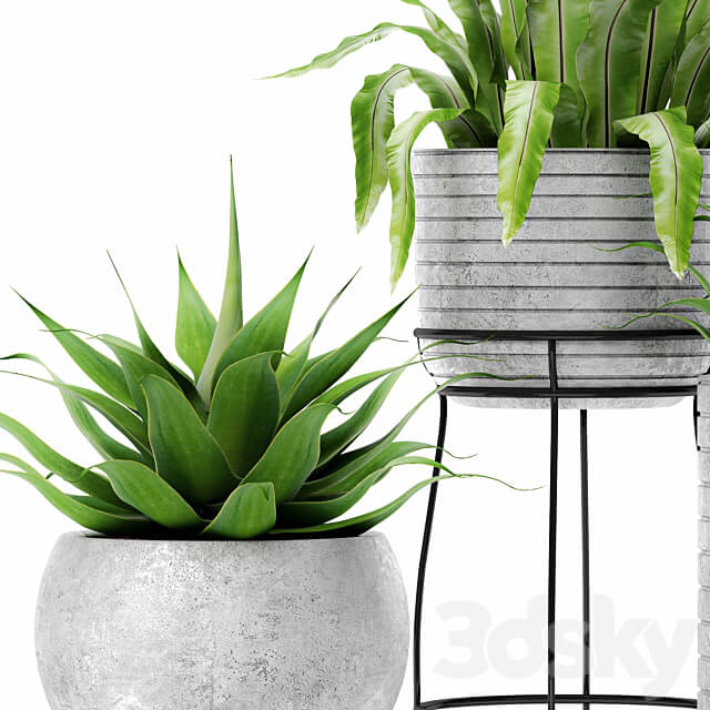 Asplenium and Agave Kostenets asplenium agave flower pot bush flowerpot concrete 3D Models