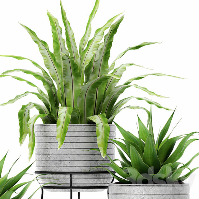 Asplenium and Agave Kostenets asplenium agave flower pot bush flowerpot concrete 3D Models