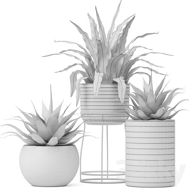 Asplenium and Agave Kostenets asplenium agave flower pot bush flowerpot concrete 3D Models