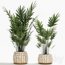 A collection of palms in pots 4. house palm hovea kentia indoor interior eco design pot 3D Models 