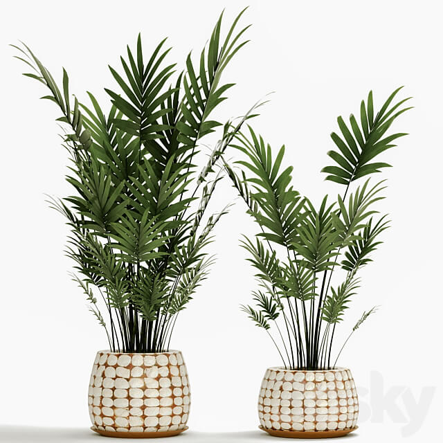 A collection of palms in pots 4. house palm hovea kentia indoor interior eco design pot 3D Models