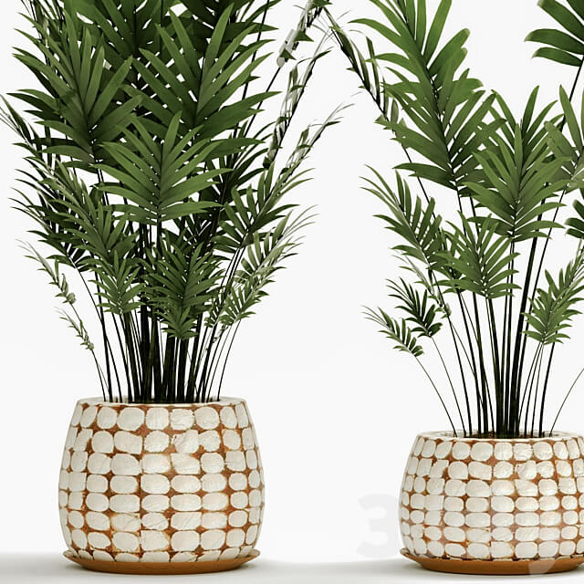 A collection of palms in pots 4. house palm hovea kentia indoor interior eco design pot 3D Models