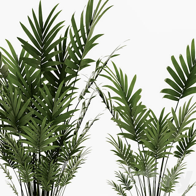 A collection of palms in pots 4. house palm hovea kentia indoor interior eco design pot 3D Models