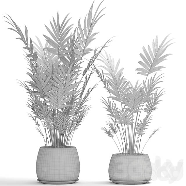 A collection of palms in pots 4. house palm hovea kentia indoor interior eco design pot 3D Models