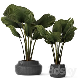 A collection of palms in pots 3. likuala palm tree flower pot bush 3D Models 