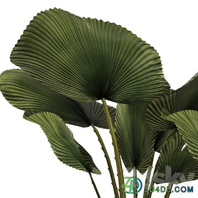 A collection of palms in pots 3. likuala palm tree flower pot bush 3D Models