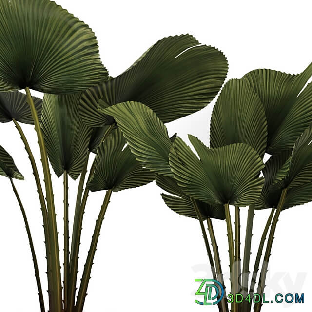 A collection of palms in pots 3. likuala palm tree flower pot bush 3D Models