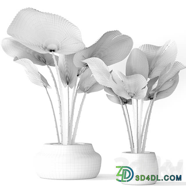 A collection of palms in pots 3. likuala palm tree flower pot bush 3D Models