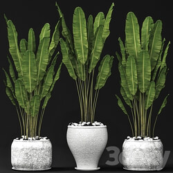 Set of banana trees Strelitzia pot bush flowerpot decorative 3D Models 
