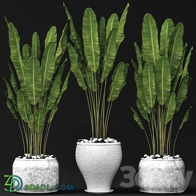 Set of banana trees Strelitzia pot bush flowerpot decorative 3D Models