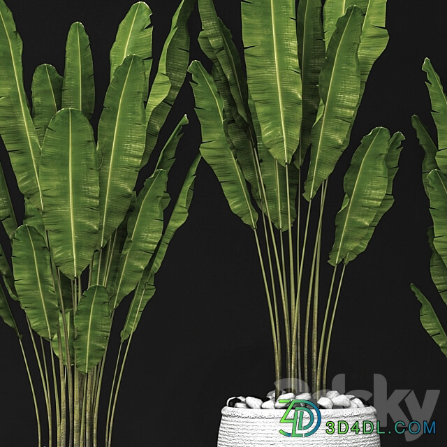 Set of banana trees Strelitzia pot bush flowerpot decorative 3D Models