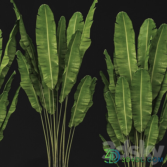Set of banana trees Strelitzia pot bush flowerpot decorative 3D Models