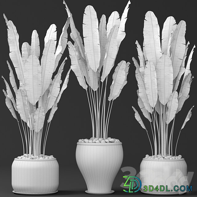 Set of banana trees Strelitzia pot bush flowerpot decorative 3D Models