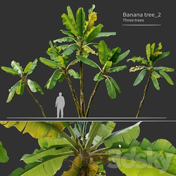 Banana tree 02 3D Models 