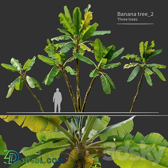 Banana tree 02 3D Models