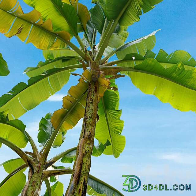 Banana tree 02 3D Models
