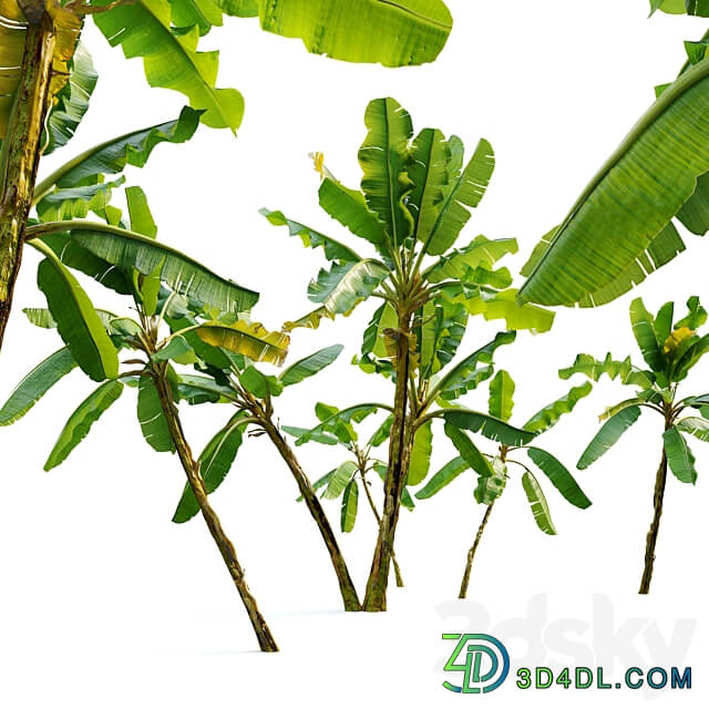 Banana tree 02 3D Models