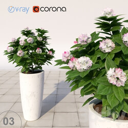 03 Rhododendron blossoming Rhododendron 3D Models 
