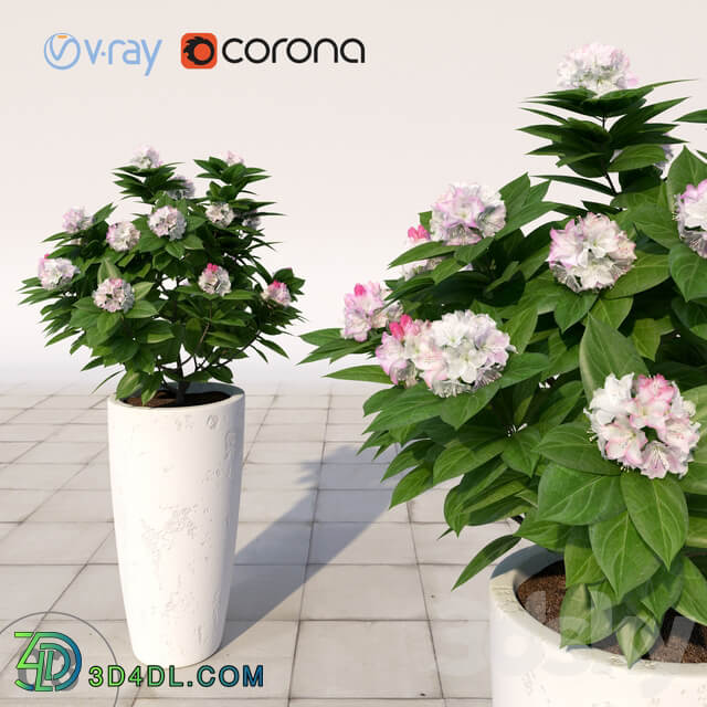 03 Rhododendron blossoming Rhododendron 3D Models