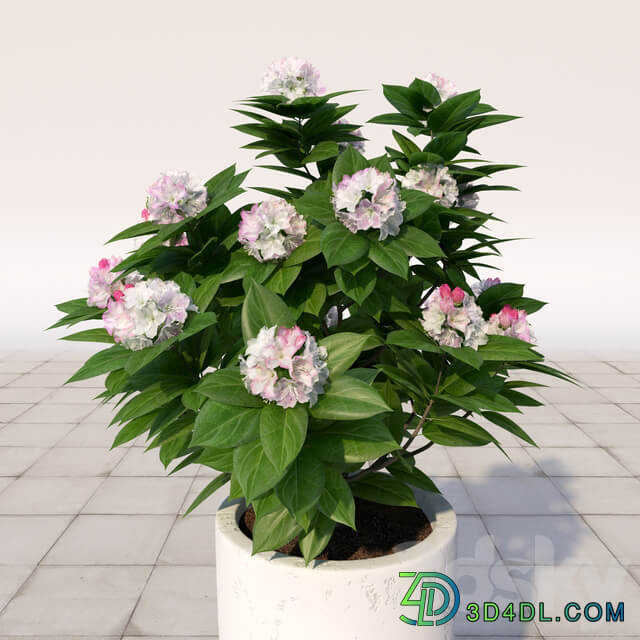 03 Rhododendron blossoming Rhododendron 3D Models