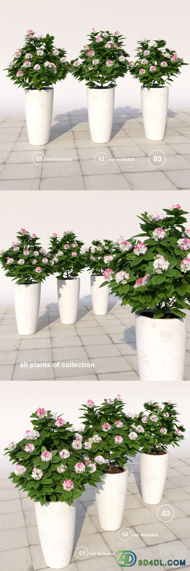 03 Rhododendron blossoming Rhododendron 3D Models