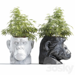 Ape Head Planter 3D Models 
