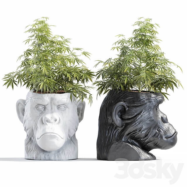 Ape Head Planter 3D Models