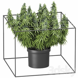 FLOWER PACK 251С Cannabis 3D Models 