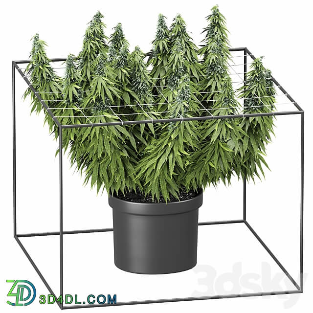 FLOWER PACK 251С Cannabis 3D Models