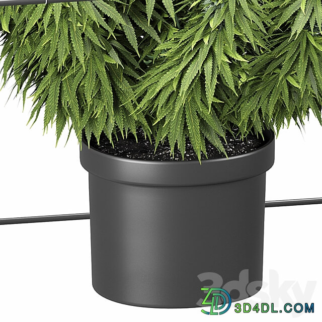 FLOWER PACK 251С Cannabis 3D Models