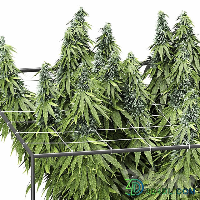 FLOWER PACK 251С Cannabis 3D Models