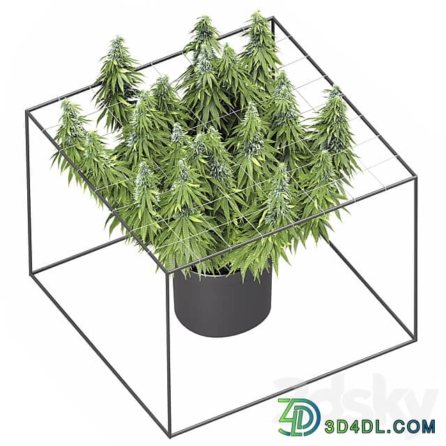 FLOWER PACK 251С Cannabis 3D Models