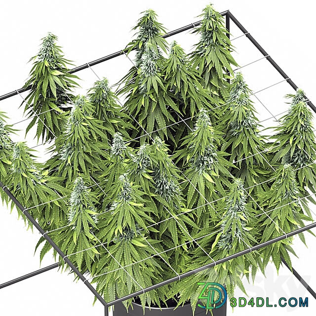 FLOWER PACK 251С Cannabis 3D Models