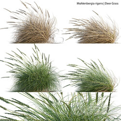 Muhlenbergia rigens Deer Grass 02 3D Models 