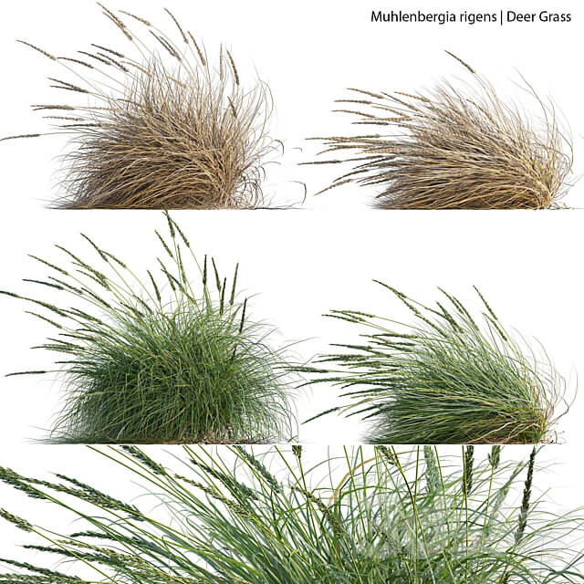 Muhlenbergia rigens Deer Grass 02 3D Models