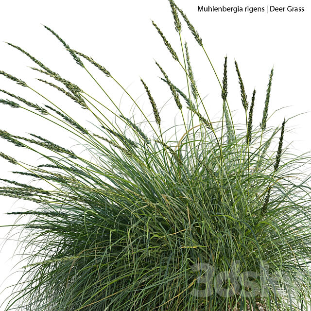 Muhlenbergia rigens Deer Grass 02 3D Models