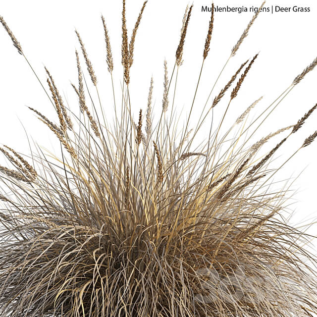 Muhlenbergia rigens Deer Grass 02 3D Models