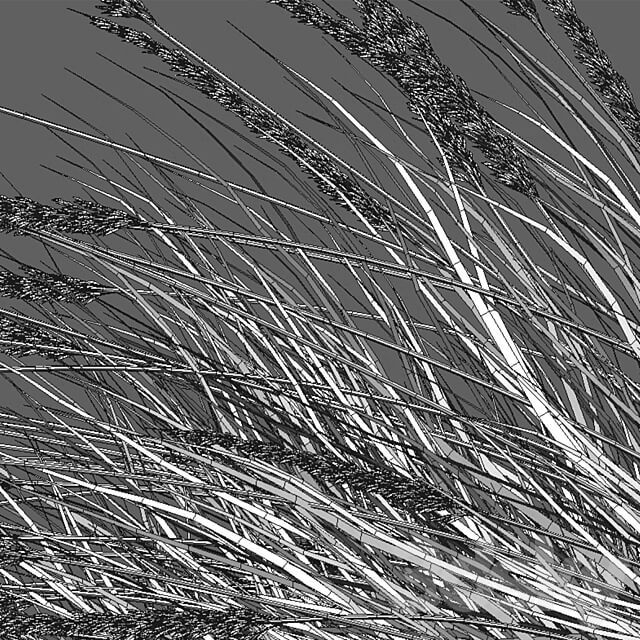 Muhlenbergia rigens Deer Grass 02 3D Models