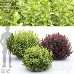 Physocarpus 3D Models 
